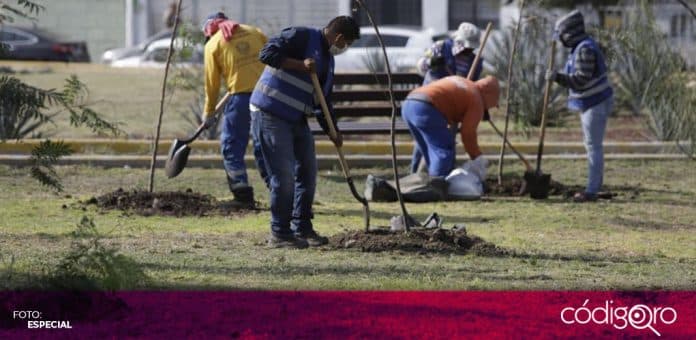 Municipio de Queretaro Ciudad Arbol El municipio de Querétaro recibió el reconocimiento