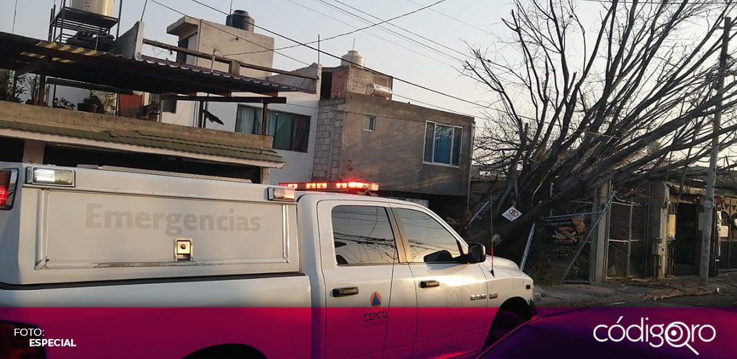 Reportan caída de 6 árboles por ráfagas de viento