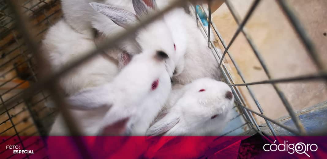 Vacunarán a conejos del Área Cunícola de la UAQ