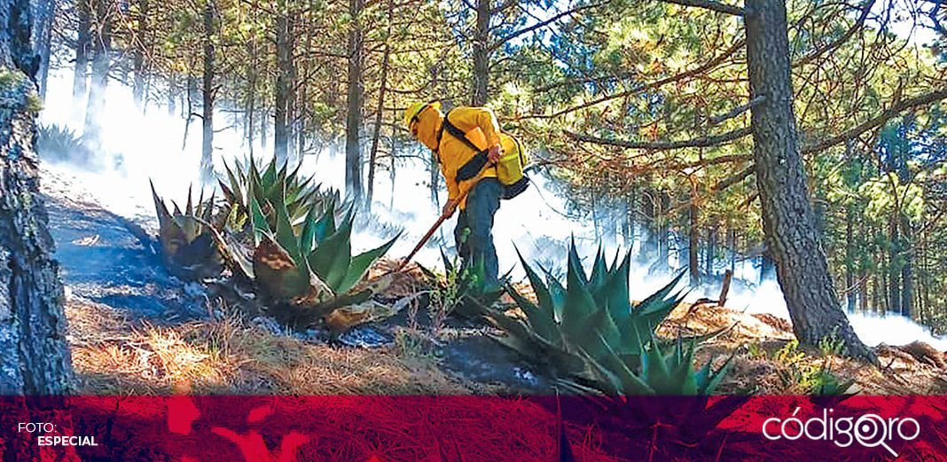 Suman 20 incendios forestales en el estado: Conafor