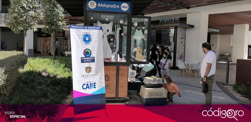 Este fin de semana instalarán módulo de adopción de mascotas en Antea