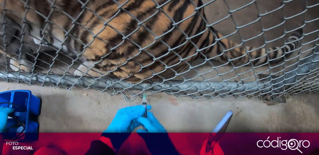 Zoológico de Oakland vacuna contra COVID-19 a felinos y hurones