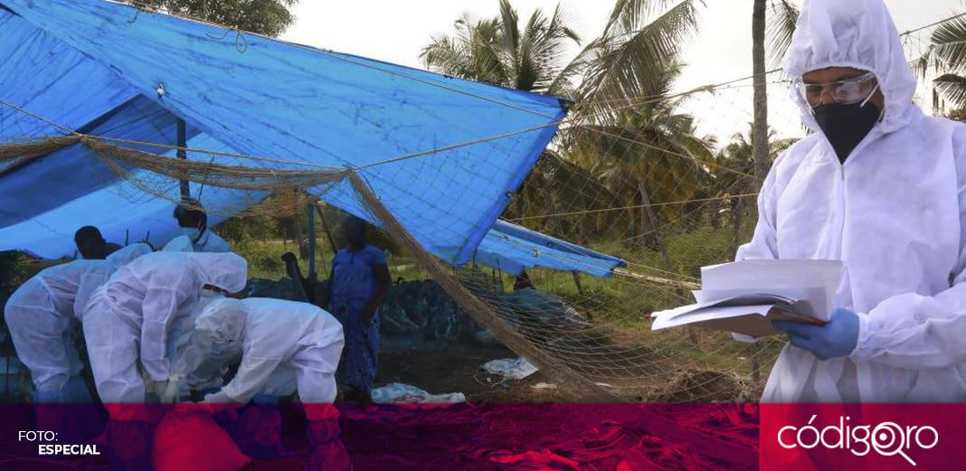 India reporta primera muerte humana por gripe aviar H5N1