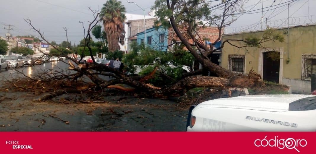 Lluvia derriba 3 árboles en la ciudad de Querétaro