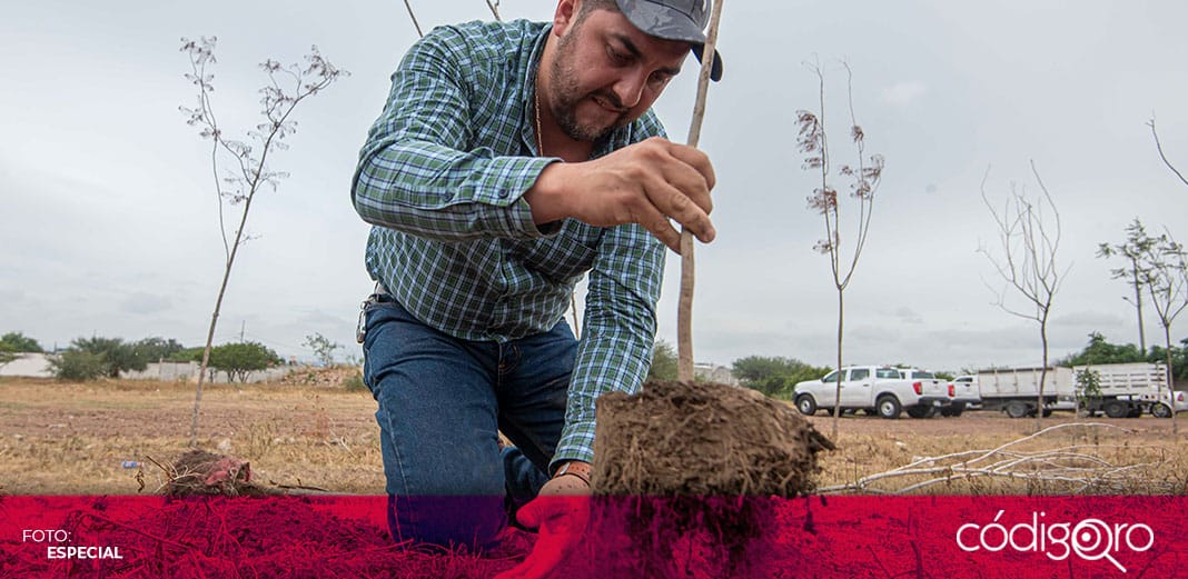 Realizan reforestación en la comunidad de San José Navajas, El Marqués