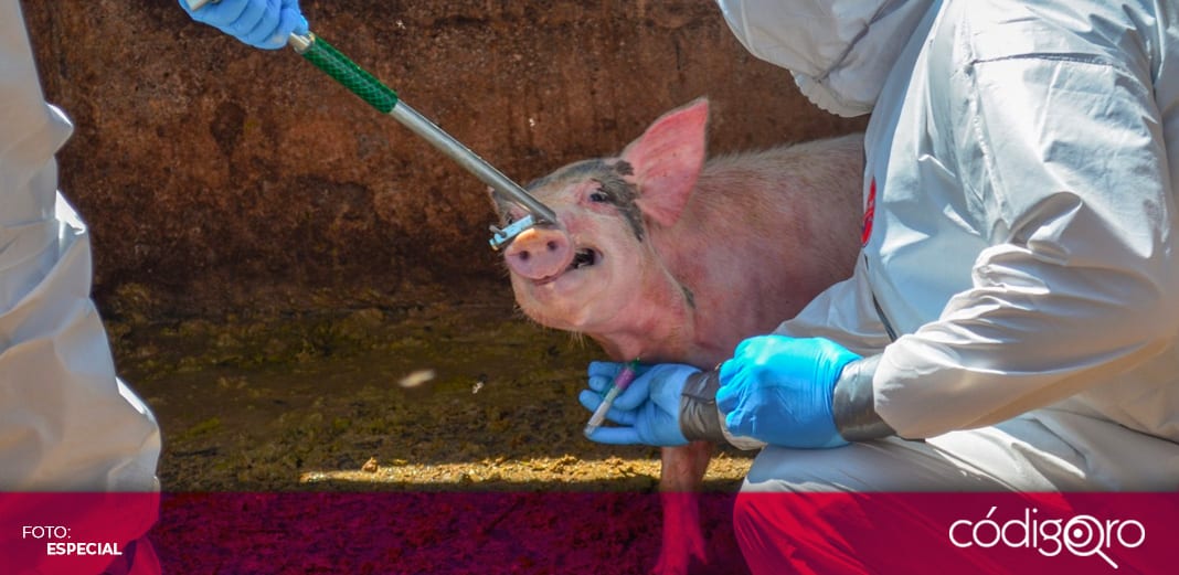 México revisará equipaje de República Dominicana con rayos X por peste porcina