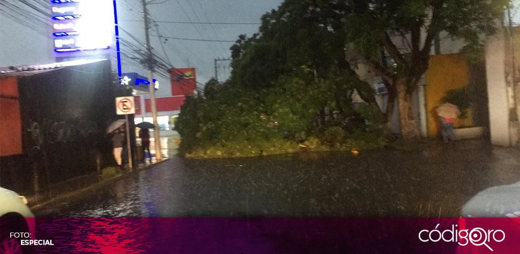 Lluvia y viento derriban varios árboles en la ciudad de Querétaro