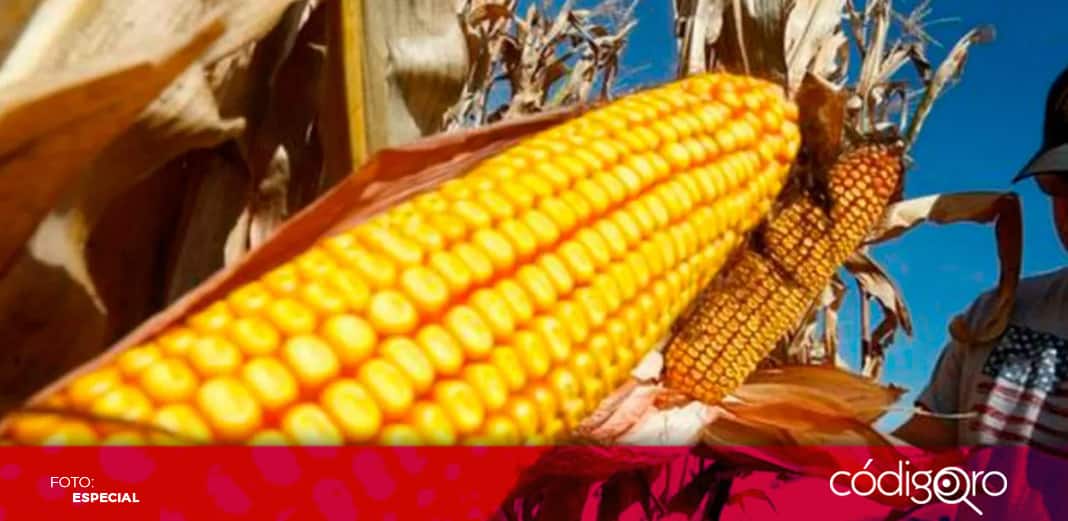 Cofepris negó por primera vez un permiso para nueva variedad de maíz transgénico