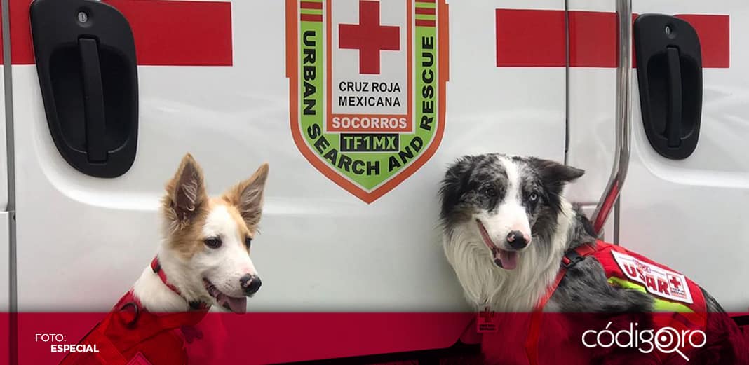 Cruz Roja Mexicana planea abrir centro de adiestramiento canino