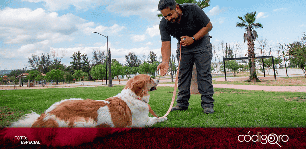 CAAM de El Marqués iniciará programa de adiestramiento canino