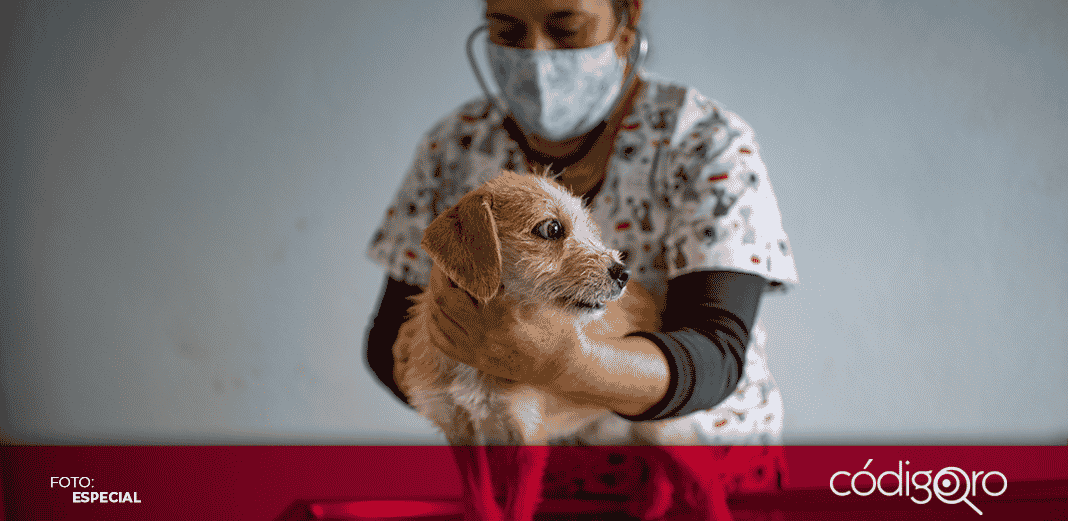 Municipio de El Marqués sanciona caso de maltrato animal