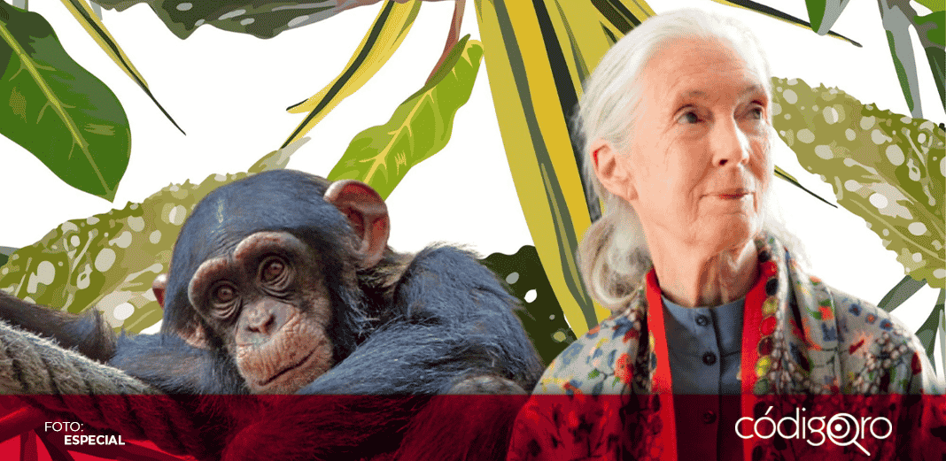 No respetar a los animales propició la pandemia: Jane Goodall