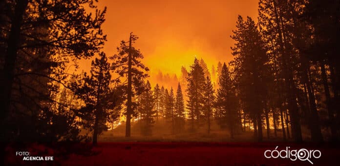 En 2021, los incendios forestales generaron más de mil 760 megatoneladas de carbono en todo el mundo. Foto: Agencia EFE