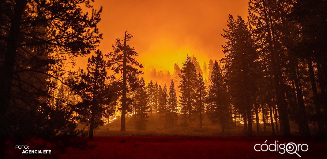 Incendios forestales generaron mil 760 megatoneladas carbono en 2021