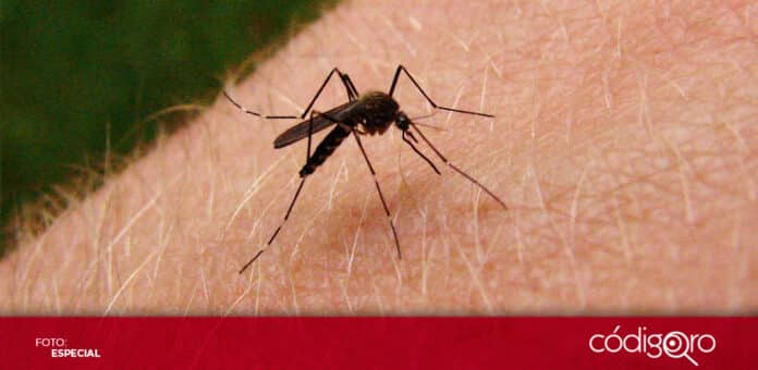 Revelan subregistro de casos de dengue, zika y chikungunya por parte del Gobierno de México. Foto: Especial