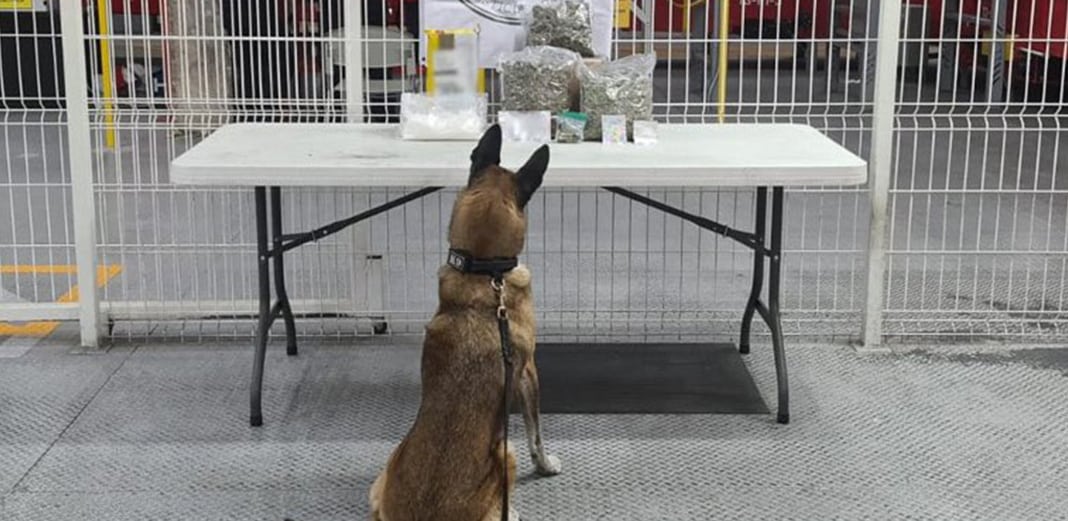 Binomios caninos encontraron droga en una bodega del Aeropuerto Intercontinental de Querétaro. Foto: Especial