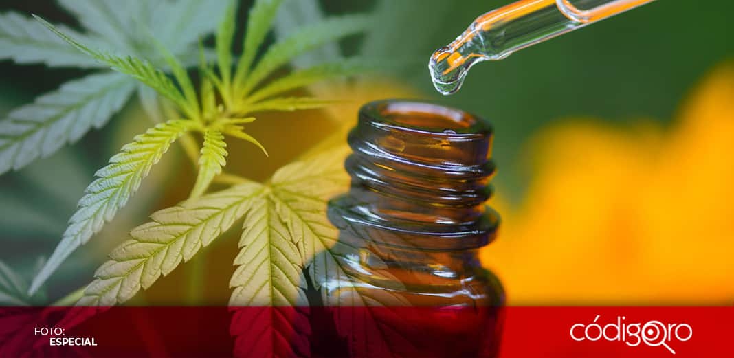 Prueba en ratones sugiere que cannabidiol evita replicación del SARS-CoV-2