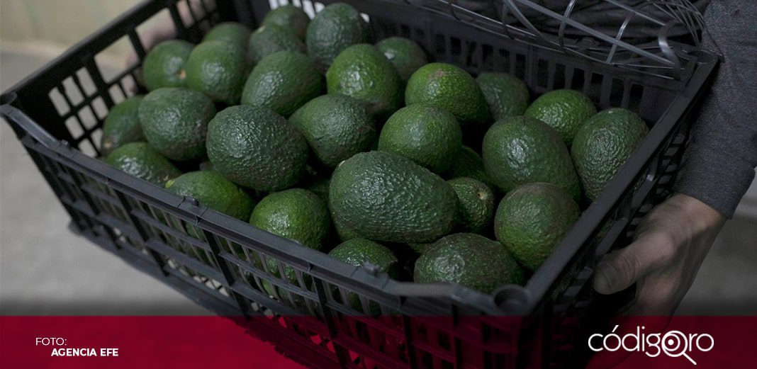 Aguacate, contra las cuerdas en Estados Unidos por inseguridad en Michoacán