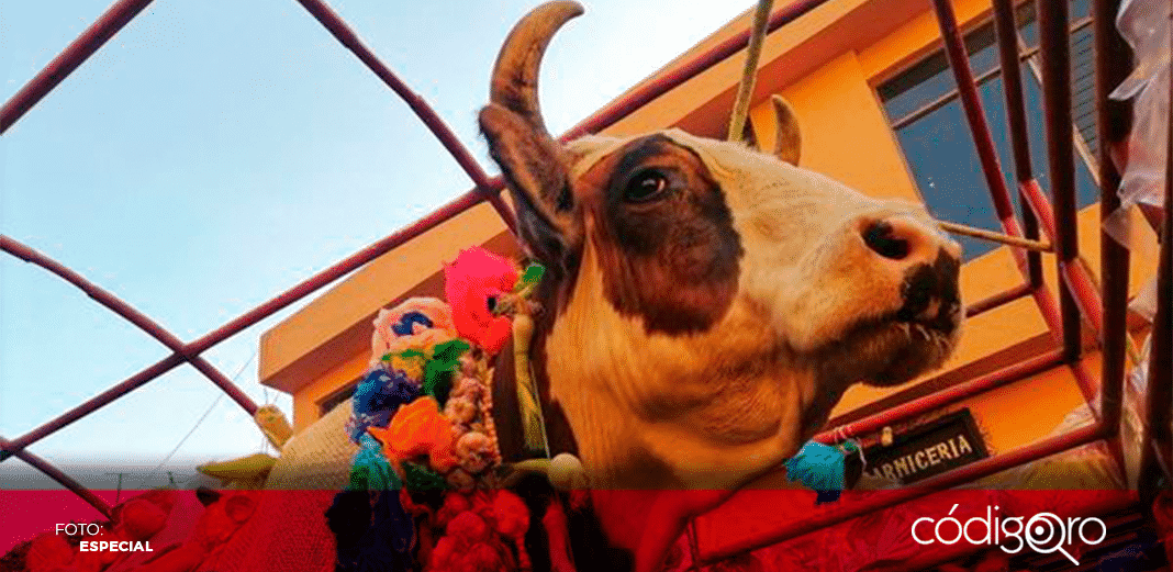 Celebran el tradicional Paseo del Buey en El Pueblito