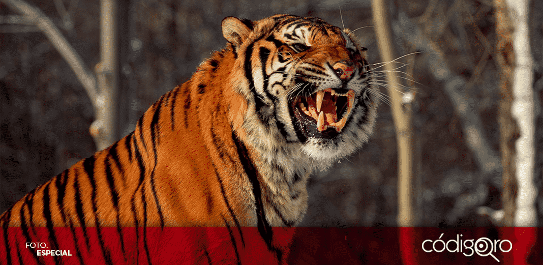 Tigre reportado en Apaseo deambula en cerros de Guanajuato y Querétaro: CEPC