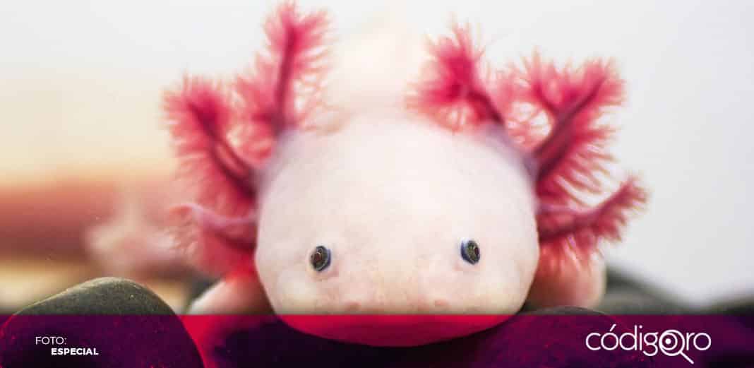 6 cosas que debes saber del Ajolote, una especie en peligro de extinción