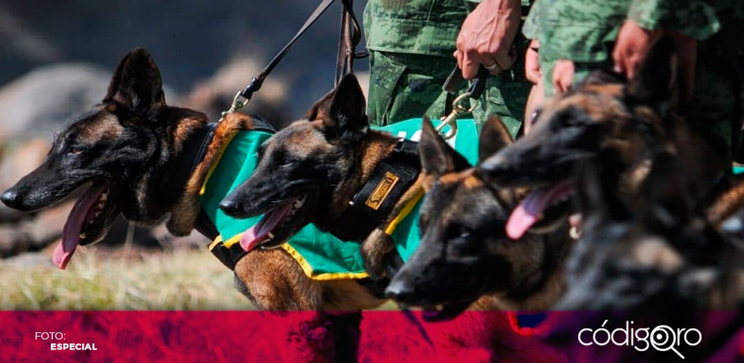 Adopta a un perrito jubilado de la SEDENA ¡Te decimos cómo!