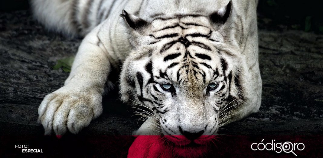 Neutralización de tigre denota falta de coordinación por parte de delegaciones federales