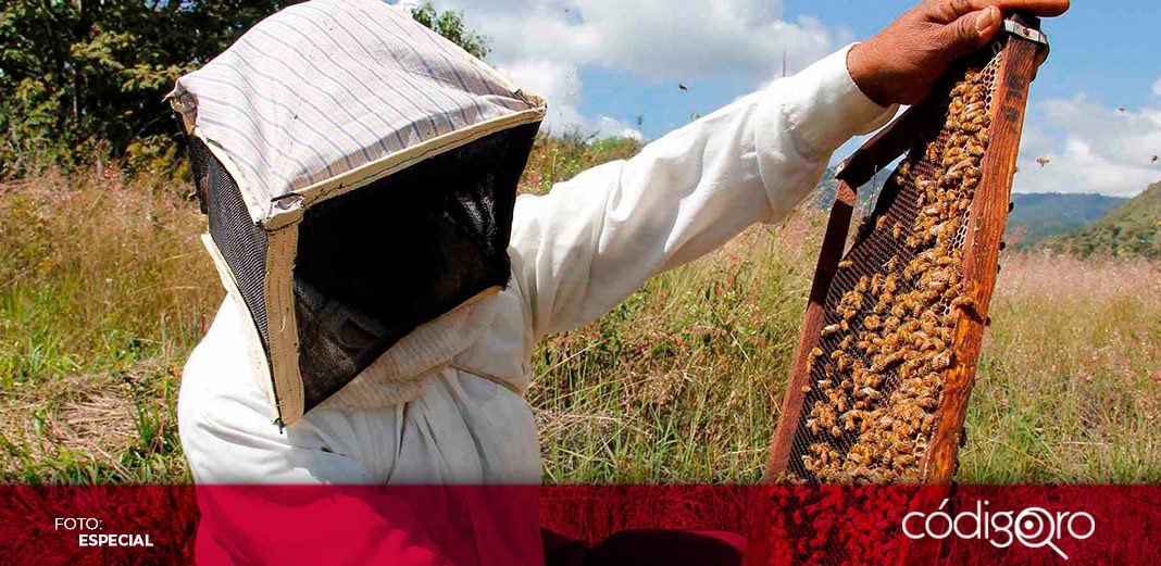Pendiente, reglamento de ley apícola expedida y publicada en 2018
