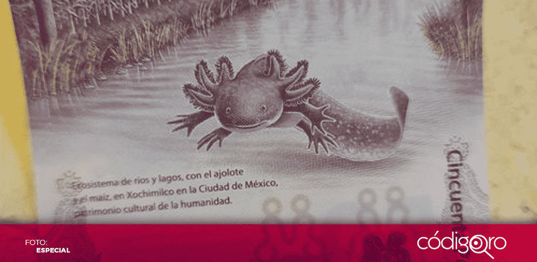 ¡Ajolotito! Billete de 50 pesos gana premio por mejor diseño de 2021