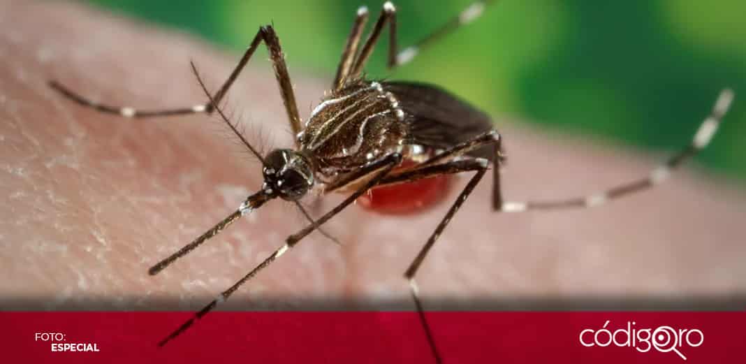 ONU lanza plan mundial para evitar pandemia de arbovirus