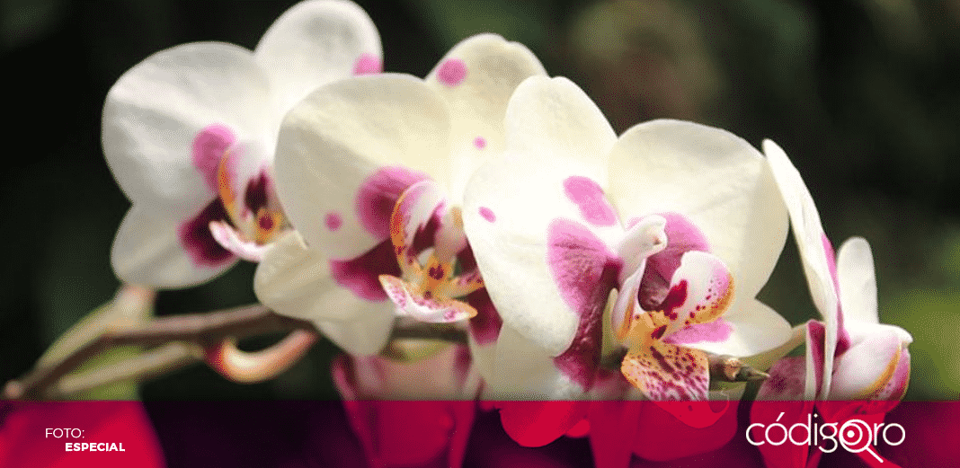 Del 7 al 15 de abril visita el Festival Internacional de la Orquídea