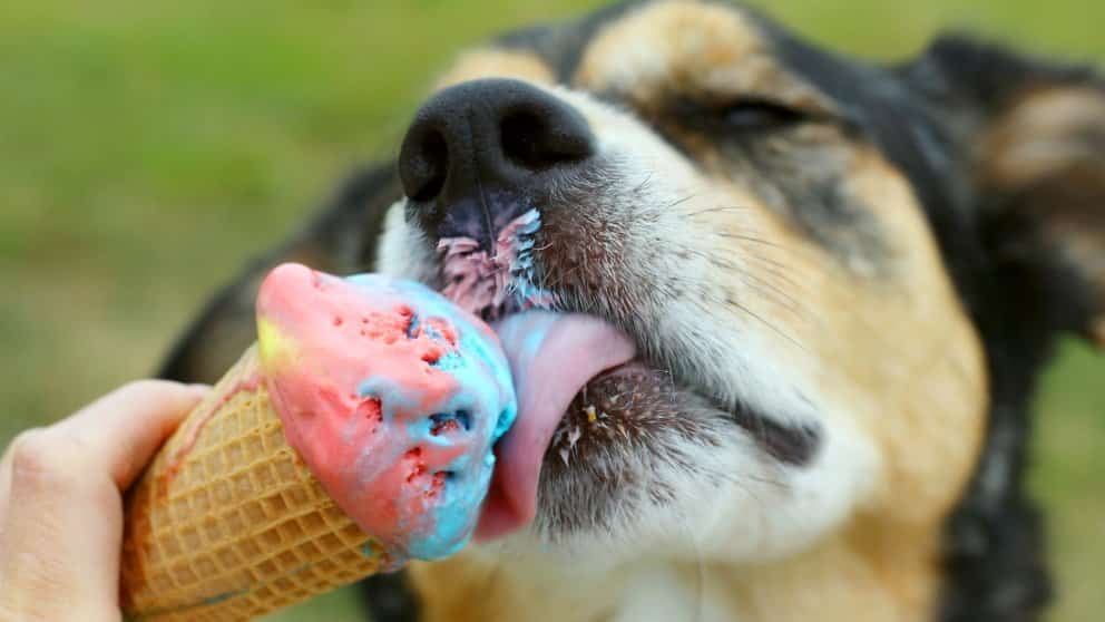 Si estás buscando un lugar pet friendly para visitar en domingo, Helnie definitivamente es para ti