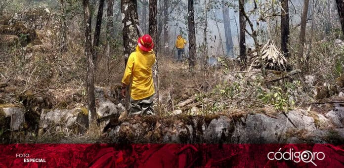 Laboran para sofocar incendio forestal en el municipio de Landa de Matamoros. Foto: Especial