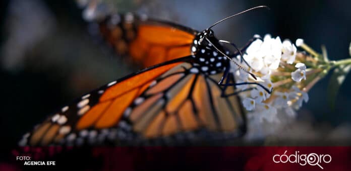 La mariposa monarca ingresó a la lista roja de especies en peligro de extinción. Foto: Agencia EFE
