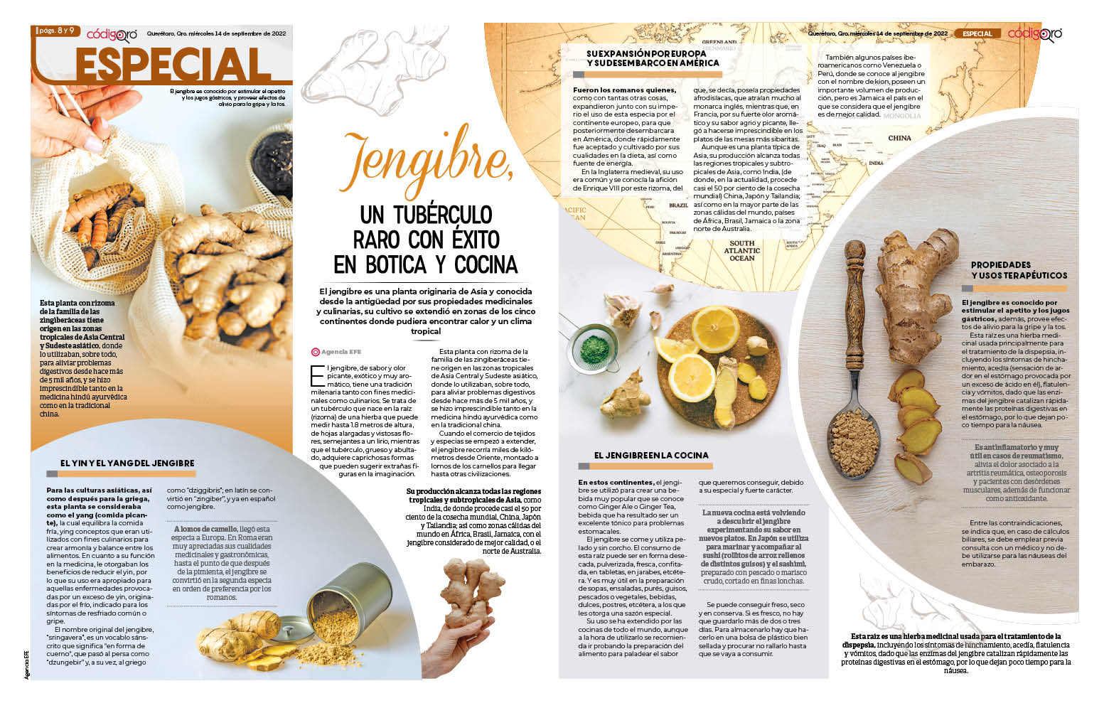 Jengibre, un tubérculo raro con éxito en botica y cocina