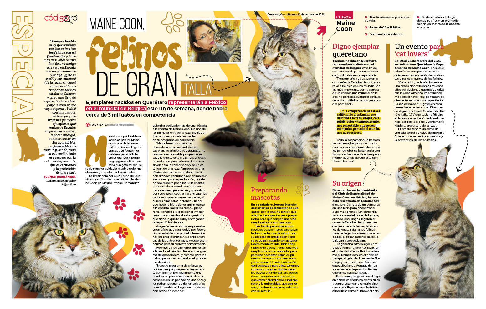 Maine Coon, felinos de gran talla