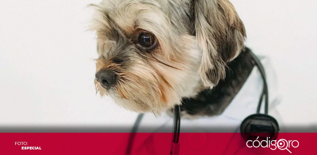 Además de los perros, las abejas y las hormigas pueden olfatear enfermedades