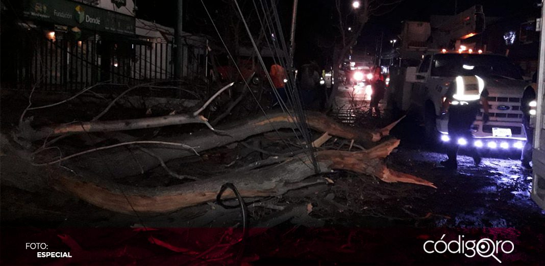 Cae árbol en avenida Tecnológico: Protección Civil