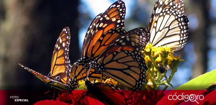 Alertan sobre la disminución del hábitat de la mariposa monarca en México.. Foto: Especial