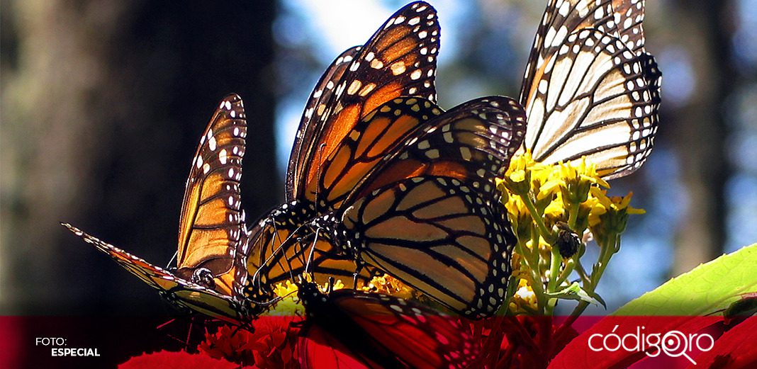 Hábitat de la mariposa monarca en México se reduce 22%