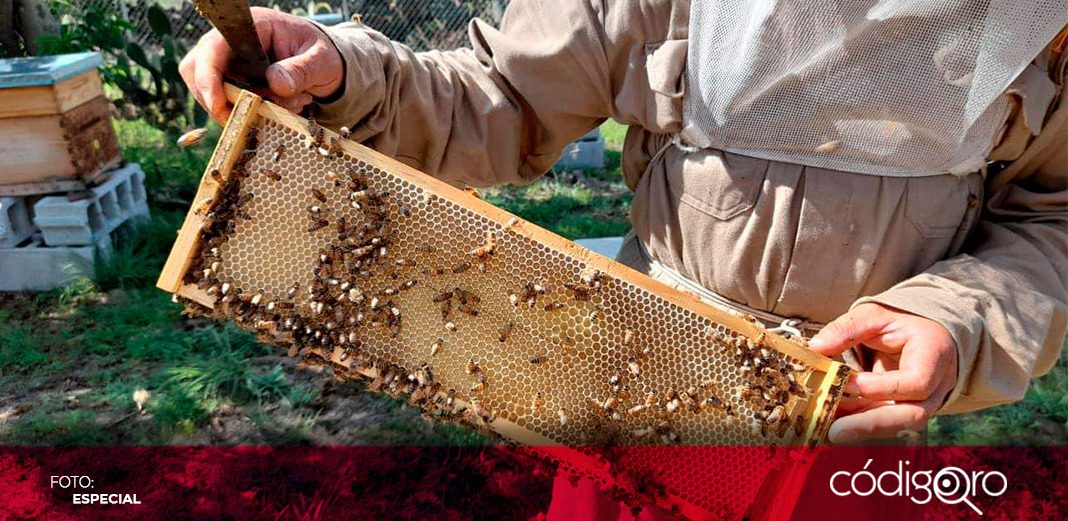 Buscan aumentar productores de miel en la capital