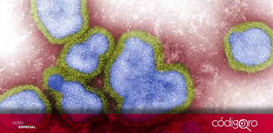China registra primera muerte humana por gripe aviar H3N8