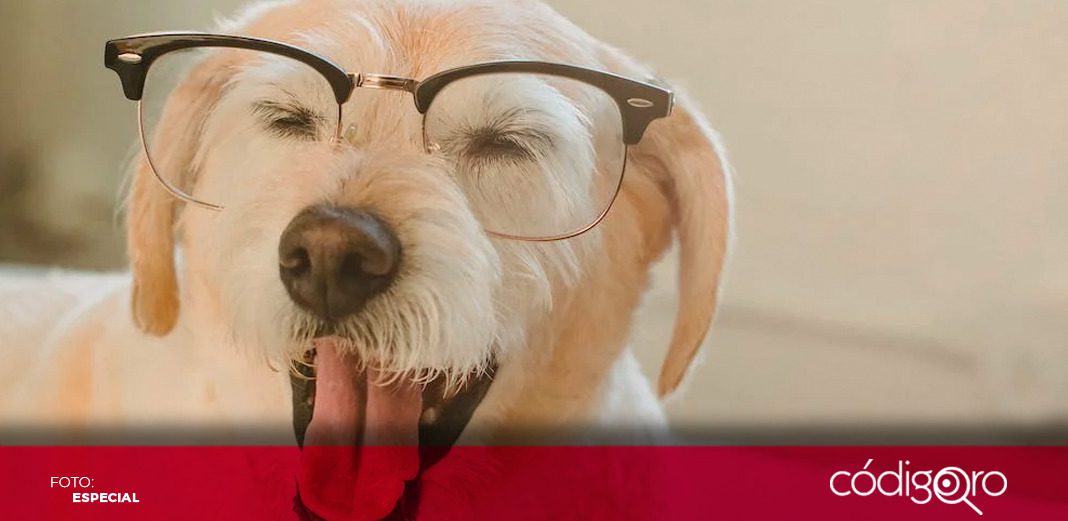 Los perros ya son más inteligentes, lo dice la ciencia
