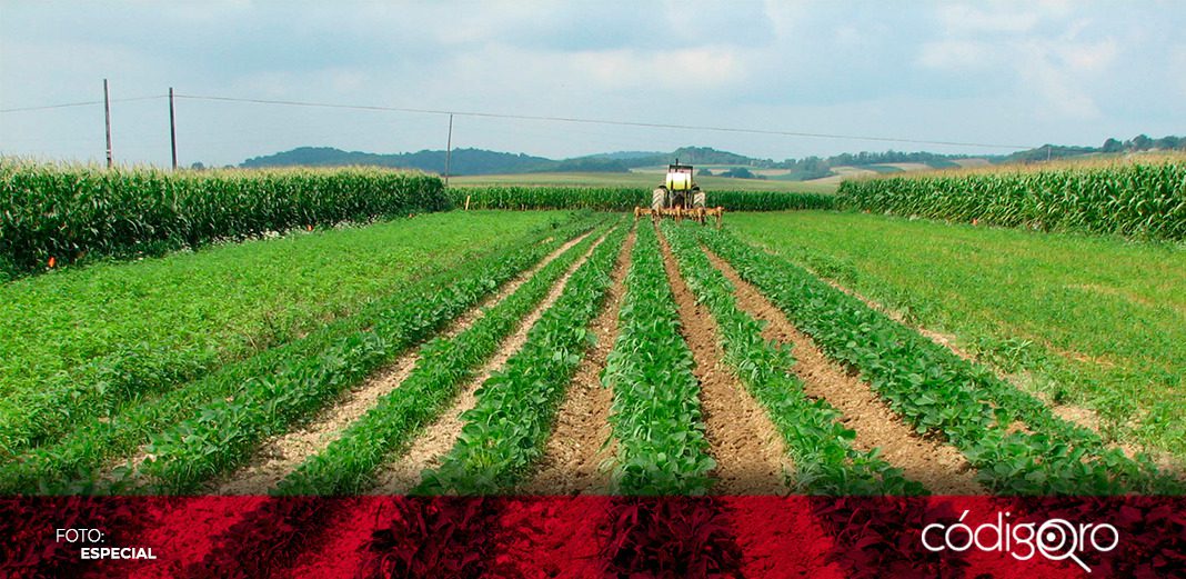Clima, principal problema de productores agropecuarios