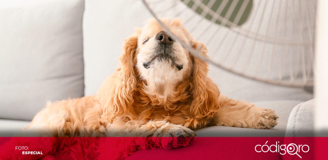 ¿Cómo saber si mi mascota presenta un golpe de calor?