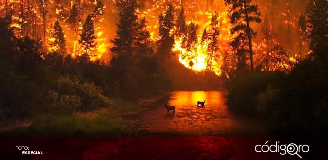 Portugal enviará bomberos para combatir los incendios en Canadá