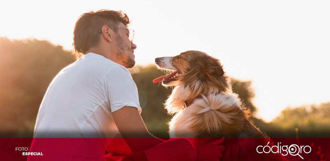 Los perros pueden entender nuestro lenguaje y hasta varios idiomas