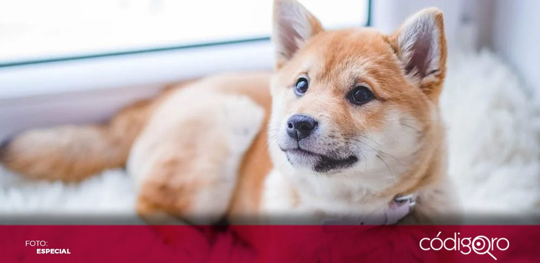 Los perritos más famosos de la historia