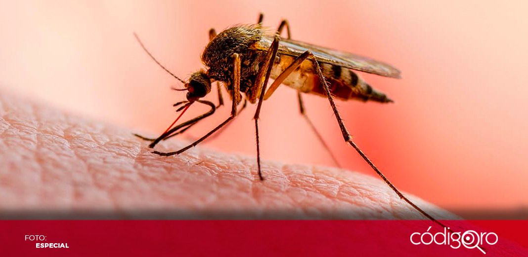 Emiten alerta sanitaria por casos de malaria en Florida