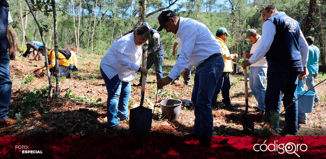 Sedea implementa programa de reforestación en la Sierra Gorda